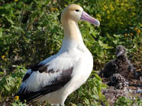 Short-Tailed Albatross