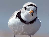 Piping Plover (Great Lakes Population)