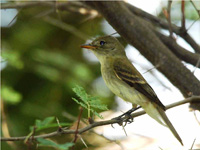 Southwestern willow flycatcher