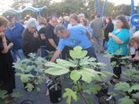 Fig Festival 2012