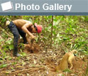 Photo of a Mayangna hunter enlarging a burrow and his dog burrowing into another burrow and the text Photo Gallery.