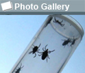 Glass vial with five ticks, the photo gallery icon, and the words Photo Gallery.