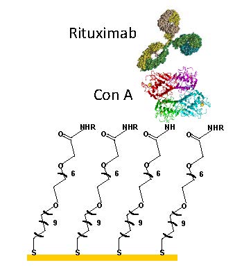 Affinity assay of biotherapeutic, rituximab, by a lectin, Con A