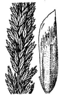 Line Drawing of Poa secunda J. Presl