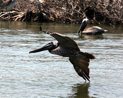 A brown pelican flying over water