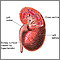 Hypertensive kidney