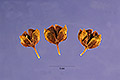 View a larger version of this image and Profile page for Veronica anagallis-aquatica L.