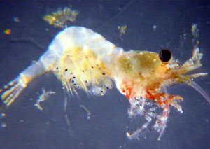 NOAA Wins Prestigious Award for Films About Microscopic Ocean Life