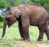 baby-asian-elephant-stretching-his-legs-credit-Pruthu