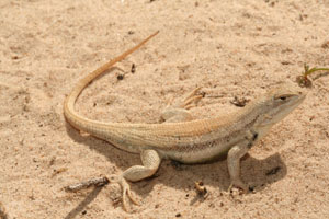 Photo of Dune Sagebrush Lizard