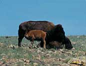 Buffalo pair in grasses.