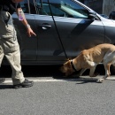 K9 Officer Inspects Vehicle (TSA)