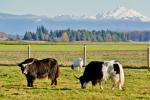 Cows like these in Skagit County, Washington, supply the biodigester developed by Kevin Maas of Farm Power up to 70,000 gallons of manure per day. The newest Farm Power facility in Washington generates enough electricity to power 500 homes. Photo courtesy of <a href="http://creativecommons.org/licenses/by-nc-nd/2.0/">sea_turtle</a>.