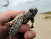 Loggerhead Hatchling. Credit: Keith Fuller