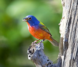 Painted Bunting. Credit: Marc Epstein