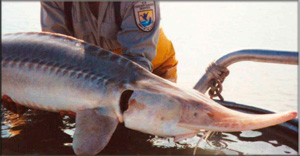 Sturgeon