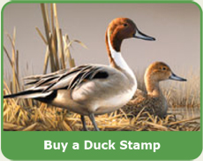 Click Here to buy a Duck Stamp