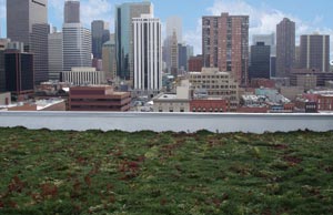 Photo of Denver's green roof.
