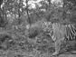 image of a tiger out at night