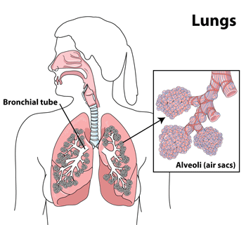 Diagram of the lungs showing the bronchial tubes and alveoli (air sacs)
