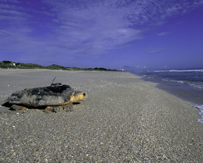 Loggerhead sea turtle at Archie Carr - USFWS Photo