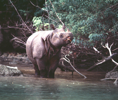 Javan Rhino standing in water. Credit: Alain Compost
