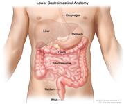 Gastrointestinal (digestive) system anatomy; shows esophagus, liver, stomach, colon, small intestine, rectum, and anus.