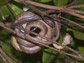 image of a snake