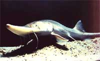 Pallid Sturgeon