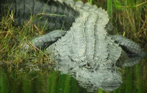 Large adult alligator in Anahuac, Texas. Photo credit: Dennis Demcheck, USGS.
