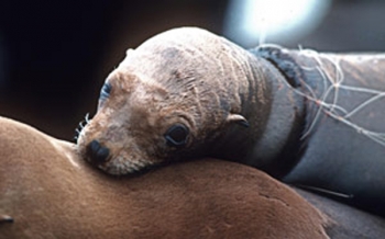 Image of entangled seal