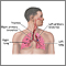 Respiratory system