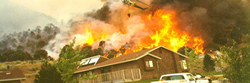 copad_surviving_wildfire.jpg