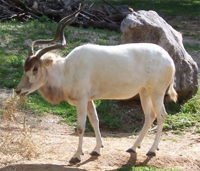 Addax. Credit: Louisville Zoo