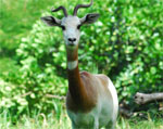 Photo Caption: Dama gazelle. Credit: Honolulu Zoo