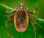 Western blacklegged tick (Ixodes pacificus)