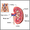 Kidney anatomy