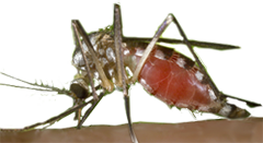Image: Aedes triseriatus