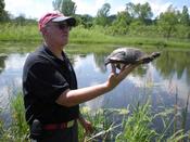 Blanding's turtle