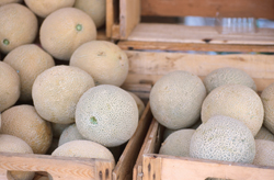 Crates of cantaloupe