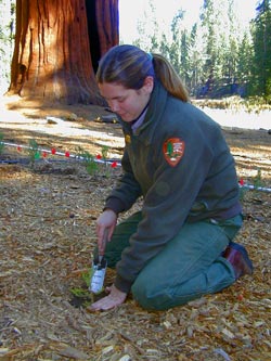 Park worker helps revegetate a site by planting a tree.