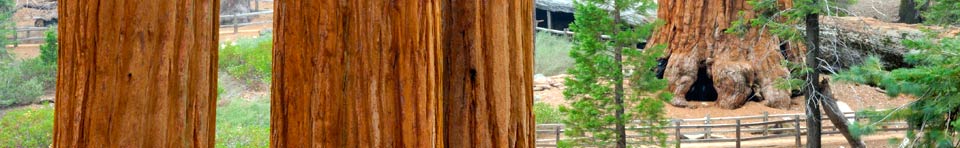 Giant Sequoia Trees