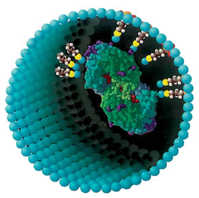 Enzyme bound inside 30-nm silica pore to increase enzyme stability.