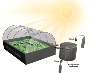 In this concept, designer algae thriving in a pool of water enclosed by a green-house-like, plastic dome would produce hydrogen and oxygen, which are separated and pumped to storage tanks.