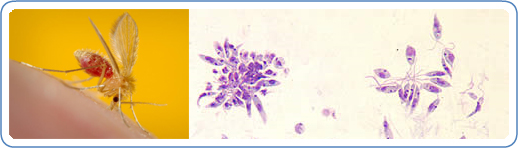 Image of a Phlebotomus papatasi sandfly which is responsible for the vector-borne parasitic disease leishmaniasis next to an image of Leishmania sp. promastigotes from culture. This is the stage of the parasite that occurs inside the mid-gut of the sand fly.