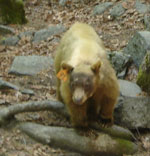 Light-brown bear walking adjacent to trail