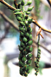 Hybrid poplar tree progeny