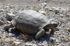 Sloan Canyon National Conservation Area