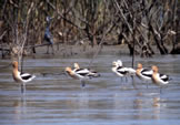 Avocets