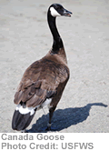 Canada Goose